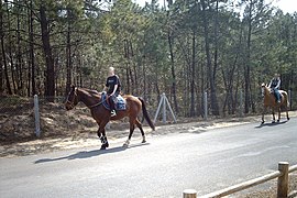 Équitation en forêt.