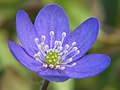 Leberblümchen (Hepatica nobilis)