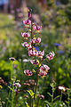 Lilium martagon