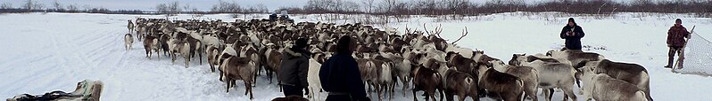 File:Nenetsia banner Naryan-Mar reindeers.jpg