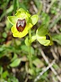 Ophrys jaune