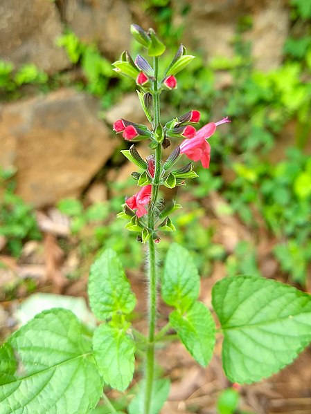 File:Salvia coccinea 2.jpg