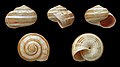 * Nomination A shell of the banded form of the land snail Theba chudeaui --Llez 05:50, 18 March 2013 (UTC) * Promotion Very good Arcalino 10:20, 18 March 2013 (UTC)