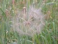 Tragopogon pratensis pappum ostendit.