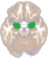 Dorsal view of the amygdalae in an average human brain