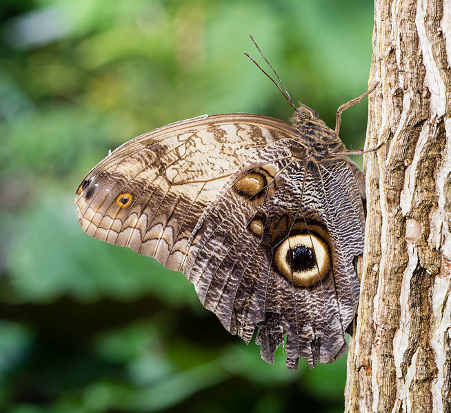 File:Bananenfalter Caligo memnon 2014.jpg