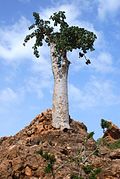 Dendrosicyos socotranus (hábito).