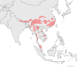 Carte montrant la distribution de la Panthère nébuleuse sous forme d'une petite vingtaine de zones non-contigües, dont les plus grandes se situent en Chine et au Myanmar.