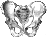 Male pelvis