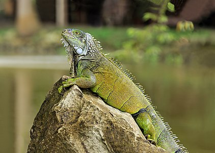 ♀ Iguana iguana (Green Iguana)