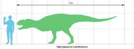 A Majungasaurus crenatissimus és az ember méretének összehasonlítása