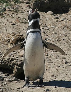 Masklo alvoke partneron. Camarones, Ĉubutio, Argentino.