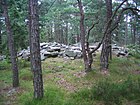 Et automatisk fredet kulturminne, en gravrøys på en av Tjømes høyeste åser, Holtekjæråsen. Foto: Karl Ragnar Gjertsen