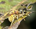 Worker of Vespula vulgaris