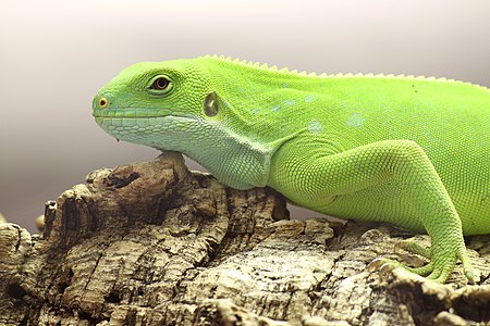 Brachylophus fasciatus (Fiji Banded Iguana)