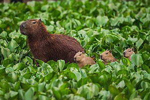 #8: Capybaras (Hydrochoerus hydrochaeris) in the protected area of the Tietê River in São Paulo state, Brazil. Attribution: Clodomiro Esteves Junior (CC BY-SA 4.0)