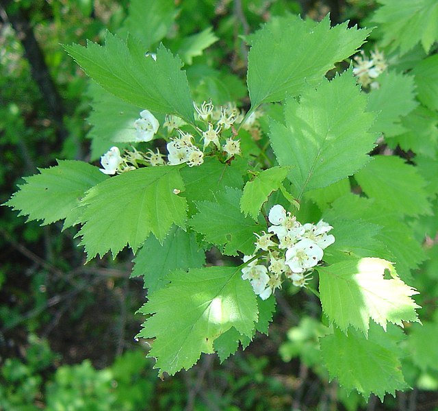 File:Crataegus chrysocarpa flowers.jpg