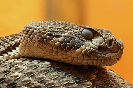 Crotalus atrox (Western diamondback rattlesnake)