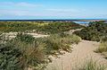 Dünen am Strand von Ouddorp