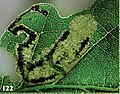 Frass in the oak leaf mine of a final instar larva of the moth Ectoedemia heckfordi