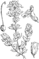 Navadna smetlika. (Euphrásia officinális [sic!].) Illustration #386 in: Martin Cilenšek: Naše škodljive rastline, Celovec (1892)