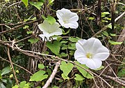 Calystegia tuguriorum z Nového Zélandu, Chile a některých ostrovů jižního Pacifiku a Atlantiku