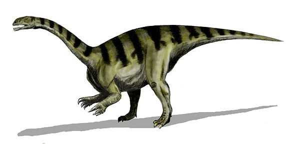 Life restoration of Plateosaurus gracilis, formerly known as Sellosaurus.