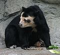 Spectacled Bear