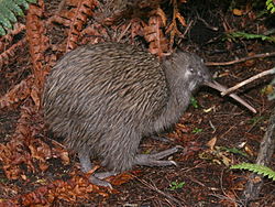 Brun kiwi (Apteryx australis)