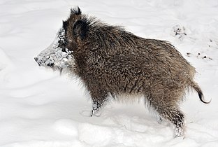 Young wild boar in snow