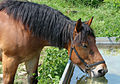 * Nomination A drinking horse in a meadow. Vassil 09:37, 22 August 2007 (UTC) * Promotion Nice composition and subject, tech. acceptable. --Beyond silence 21:37, 22 August 2007 (UTC)