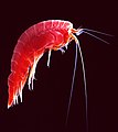 Amphipoda