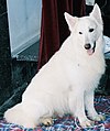 White Shepherd Dog - the white Color of this breed is due to canine I-Locus which dilutes only phäomelanin.