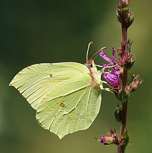 Gonepteryx rhamni (Common Brimstone)