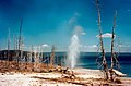 Geysir am Yellowstone Lake