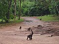 Black capuchin