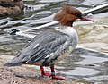 Самиця креха великого (Mergus merganser)