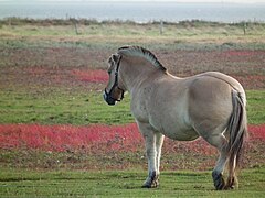 Cheval marron clair vu de trois quart dos.