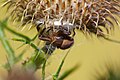 Unidentified Thomisidae with cocoon