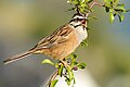 singing rock bunting, Cochem-Zell district in Rhineland-Palatinate, Germany