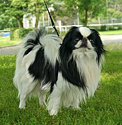 Spaniel japonés o Chin