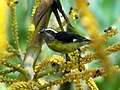 Renamed: Coereba flaveola (Maracay, Venezuela)