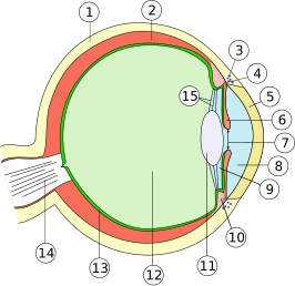 Glasachtig lichaam (12)