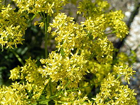 Värimorsinko eli morsinko (Isatis tinctoria)