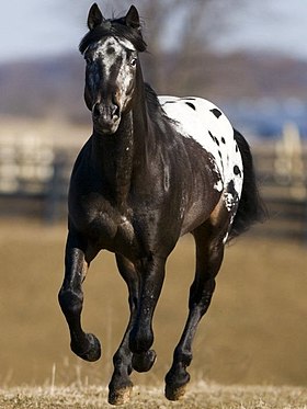 Cheval de race Appaloosa à la robe capée tachée