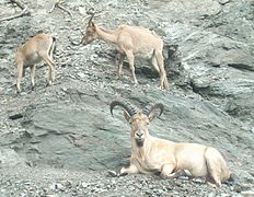 Tur caucazian (Capra caucasica)