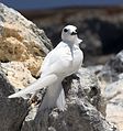 Ascension Island