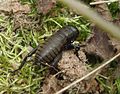 Ordnung:Langfühlerschrecken Familie:Echte Grillen Art:Gryllus campestris Geschlecht:Fehlt noch