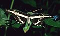 Papilio thoas