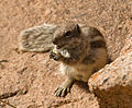 * Nomination Xerus inauris - South African Ground Squirrel, Fuertaventura, Canary Islands, Spain. --Nikodem Nijaki 09:45, 3 March 2013 (UTC) * Promotion This one meets the criteria, imo.--MrPanyGoff 21:28, 5 March 2013 (UTC)